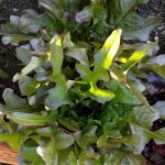 Leaf Lettuce Garden Seeds – Bronze Guard – 1 Lb – Non-GMO, Heirloom