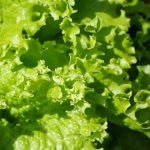 Leaf Lettuce Garden Seeds -Grand Rapids -1 Lb Bulk -Non-GMO, Heirloom