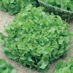 Leaf Lettuce Garden Seeds – Salad Bowl Green – 5 Lbs Bulk – Heirloom