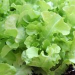 Leaf Lettuce Garden Seeds – Oakleaf – 5 Lbs Bulk – Non-GMO, Heirloom
