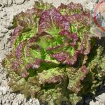 Leaf Lettuce Garden Seeds- Prizehead- 4 Oz – Heirloom Microgreens Seed