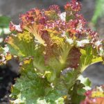 Leaf Lettuce Garden Seeds-Red Sails-1 Lb-Non-GMO, Heirloom Vegetable