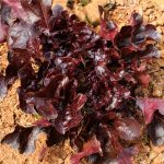 Leaf Lettuce Garden Seeds – Salad Bowl Red – 1 Lb – Non-GMO, Heirloom