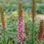 Spiked Gayfeather Liatris Flower Garden Seeds-1 Oz – Wildflower