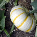Pumpkin Garden Seeds – Lil’ Pump-ke-mon Variety – 100 Seeds – Non-GMO