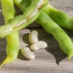 Henderson Lima Bean Seeds -50 Lb Bulk- Heirloom – Hibbert, Sieva Beans