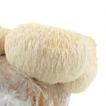 Mushroom Mojo Lion’s Mane Mushroom Growing Kit – Gourmet Lions Mane