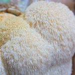 Lion’s Mane Log Plugs – Mushroom Spawn Log Growing Dowels