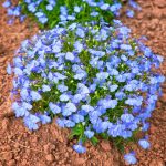 Lobelia Flower Garden Seeds -Cambridge Blue-5000 Seeds-Upright, Annual