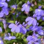 Lobelia Flower Garden Seeds – Crystal Palace – Pelleted – 5000 Seeds