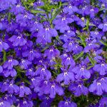 Lobelia Flower Garden Seeds -Palace Series, Blue -5000 Seeds -Upright