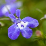 Lobelia Flower Garden Seeds – Palace Series, Blue w/ Eye – 5000 Seeds