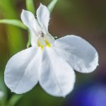 Lobelia Flower Garden Seeds -Palace Series, White -1000 Seeds -Annual