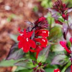 Lobelia Flower Garden Seeds – Queen Victoria – 25,000 Seeds – Trailing