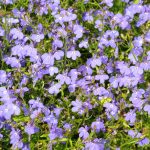 Lobelia Flower Garden Seeds-Regatta Series, Lilac-1000 Seeds-Annual