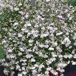 Lobelia Flower Garden Seeds- Regatta Series, Lilac Splash – 1000 Seeds