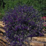 Lobelia Flower Garden Seeds – Regatta Series, Marine Blue – 1000 Seeds