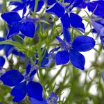 Lobelia Flower Garden Seeds -Regatta Series, Midnight Blue -1000 Seeds