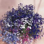Lobelia Flower Garden Seeds – Regatta Series, Color Mix – 1000 Seeds