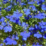 Lobelia Flower Garden Seeds – Regatta Series, Sapphire – 1000 Seeds