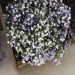 Lobelia Flower Garden Seeds – Regatta Series, Sky Blue – 1000 Seeds