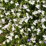 Lobelia Flower Garden Seeds – Regatta Series, White – 1000 Seeds