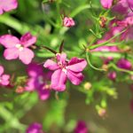 Lobelia Flower Garden Seeds – Rosamond – 1000 Seeds – Annual Gardening