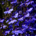 Lobelia Flower Garden Seeds – Sapphire – 1000 Seeds – Trailing, Annual