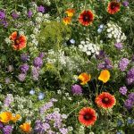 Low Growing Wildflower Seed Mix -5 Lbs Bulk -Mix of Wild Flower Garden