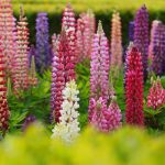 Lupine Flower Garden Seeds -Russell Strain Mix -4 Oz -Perennial Flower