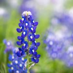 Lupine Flower Garden Seeds -Texas Blue Bonnet -4 Oz -Perennial Flower