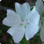 Malva Flower Garden Seeds – Moschata Choice – Alba (White) – 1000 Seed