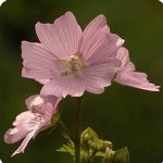Malva Flower Garden Seeds- Moschata Choice – Rosea (Pink) – 1000 Seeds
