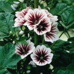 Malva Flower Garden Seeds – Zebrina – 500 Seeds – Perennial Flower