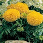 African Marigold Flower Garden Seeds-Antigua Series F1-Gold-100 Seed