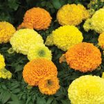 African Marigold Flower Garden Seeds -Antigua Series F1 -Mix -100 Seed