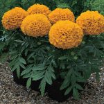 African Marigold Flower Garden Seeds – Antigua Series F1 – Orange
