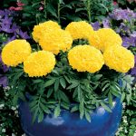 African Marigold Flower Garden Seeds -Antigua Series-Yellow -100 Seeds