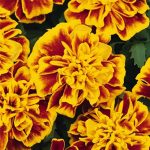 French Marigold Flower Garden Seeds- Bonanza Series – Bee – 1000 Seeds