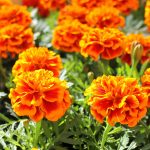 French Marigold Flower Garden Seeds -Bonanza Series -Flame -1000 Seed