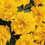 French Marigold Flower Garden Seeds- Bonanza Series – Gold – 1000 Seed