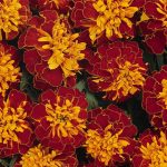 French Marigold Flower Garden Seeds – Bonanza Series – Harmony