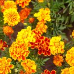 French Marigold Flower Garden Seeds- Bonanza Series – Mix – 1000 Seeds