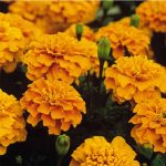 French Marigold Flower Garden Seeds – Bonanza Series – Orange