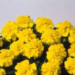 French Marigold Flower Garden Seeds- Bonanza Series- Yellow -1000 Seed