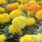 African Marigold Flower Garden Seeds -Cracker Jack Mix -1 Lb -Annual