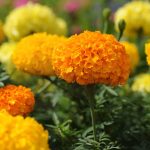 African Marigold Flower Garden Seeds-Crush Series F1-Guy and Dolls Mix