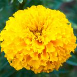African Marigold Flower Garden Seeds – Crush Series F1 – Papaya Gold