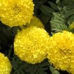 African Marigold Flower Garden Seeds- Crush Series F1 – Pineapple Imp