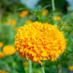 African Marigold Flower Garden Seeds- Crush – Pumpkin Orange-1000 Seed